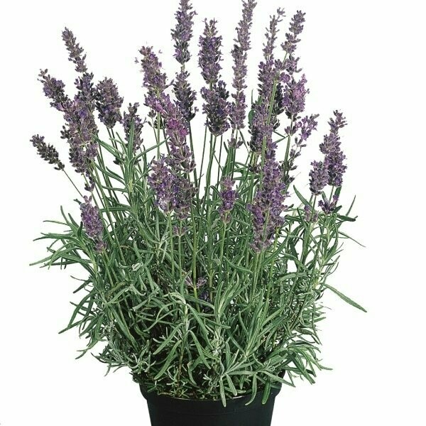 Lavendel (Lavendula angustifolia Hidcote blue)