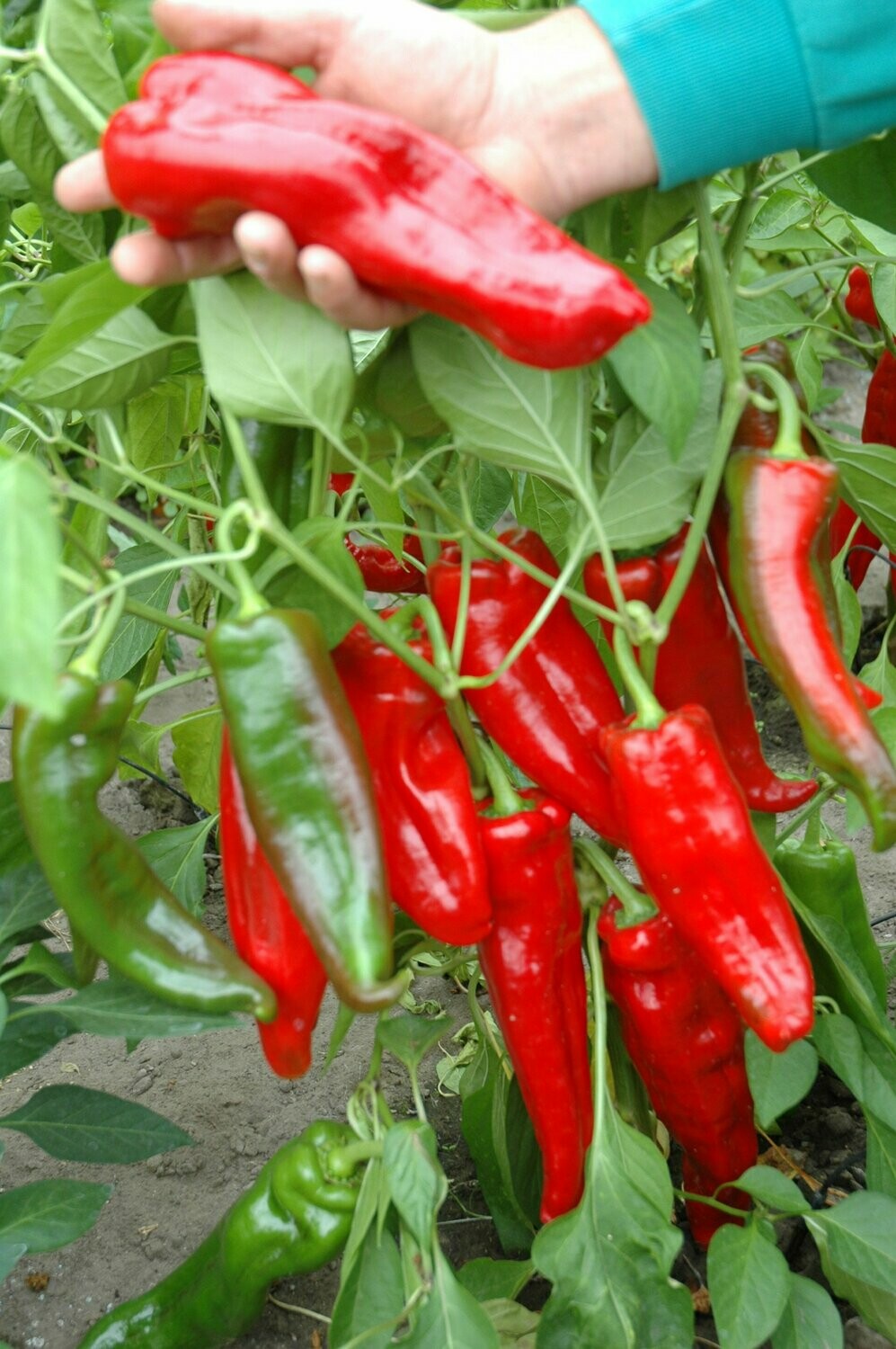 Paprika 'Lipari'  (zoete puntpaprika)