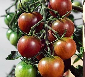 Tomaat 'Black Cherry'