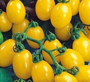 Tomaat 'Yellow Pearshaped'