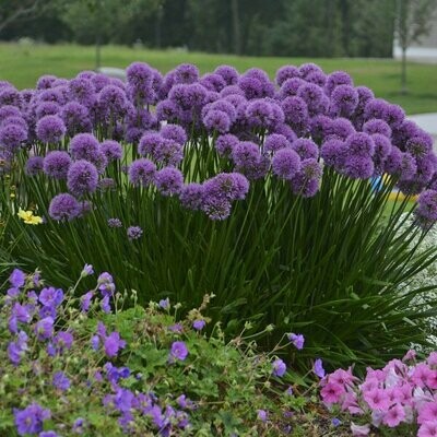 Vaste Planten