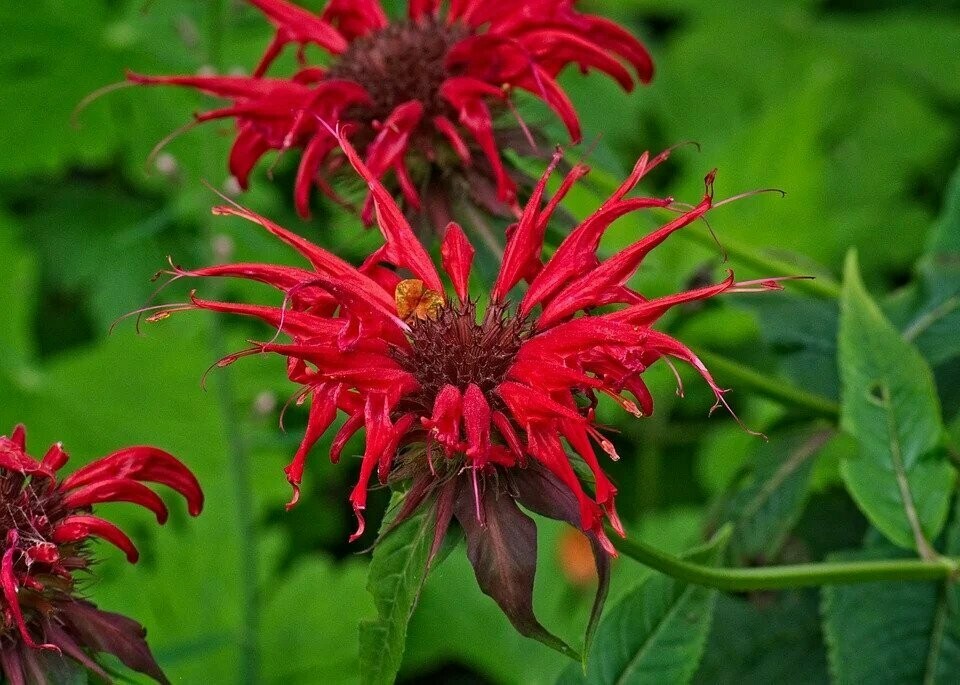 Monarda didyma panorama 'Red Shades'  (Bergamot of Bijenbalsem)