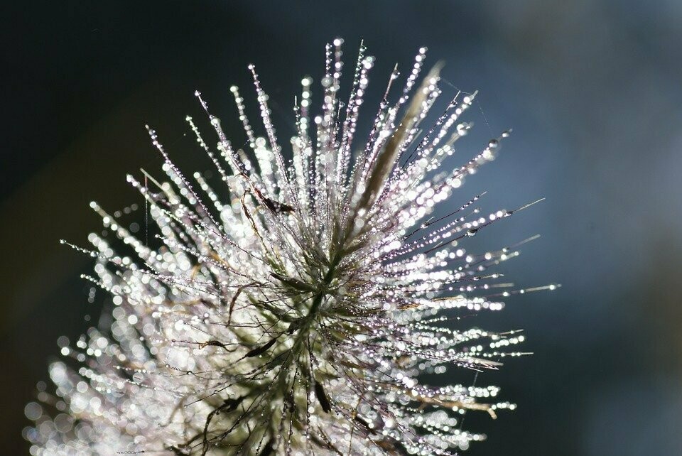 Pennisetum 'Hameln' (Lampenpoetsersgras, borstelveergras))