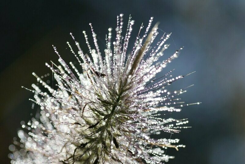Pennisetum 'Hameln' (Lampenpoetsersgras, borstelveergras))