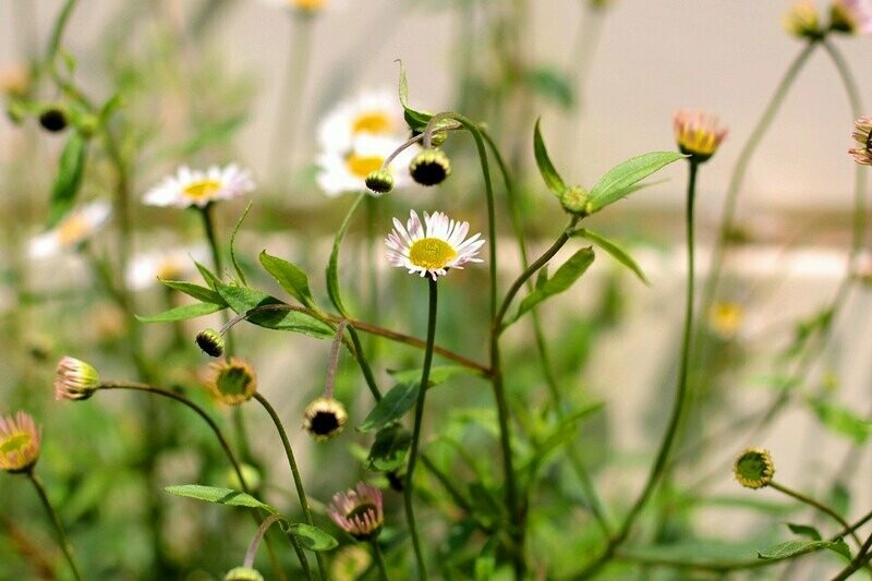 Erigeron karvinskianus 'Blütenmeer'