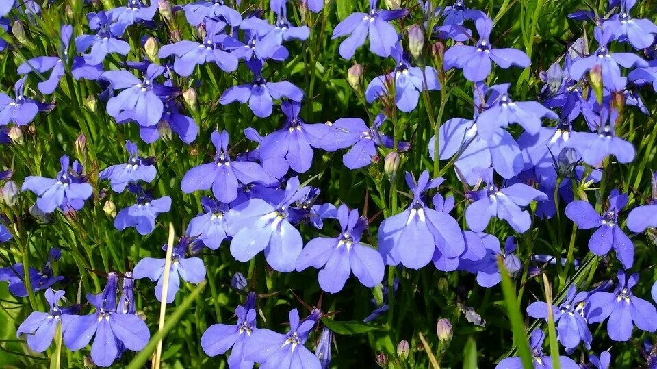 Lobelia 'Africo Blue'