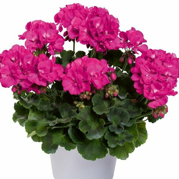 Pelargonium  two in one 'hot pink splash'