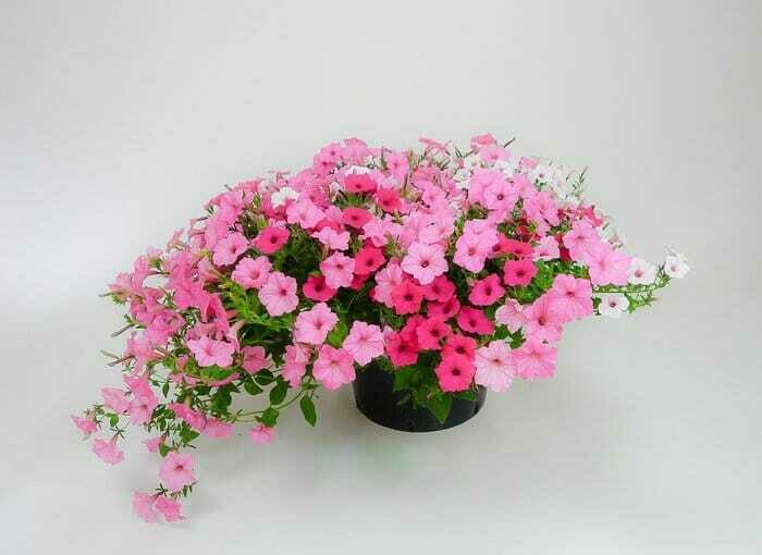 Supertunia Mix (Donkerroze-roze-wit)