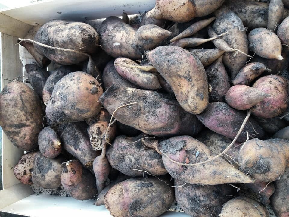 Yacon
