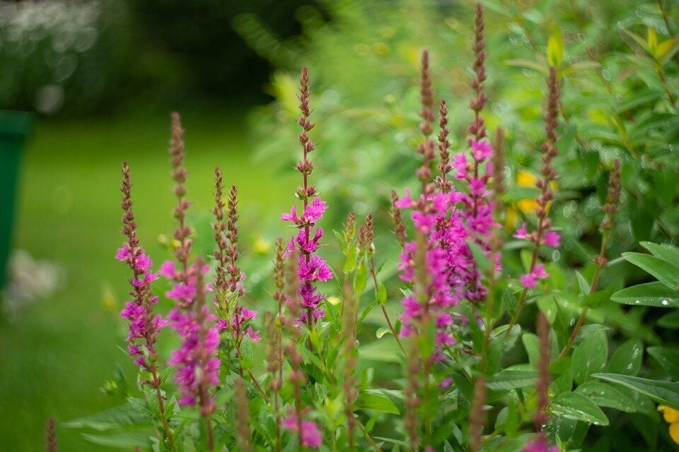 Lythrum salicaria (Grote kattenstaart)