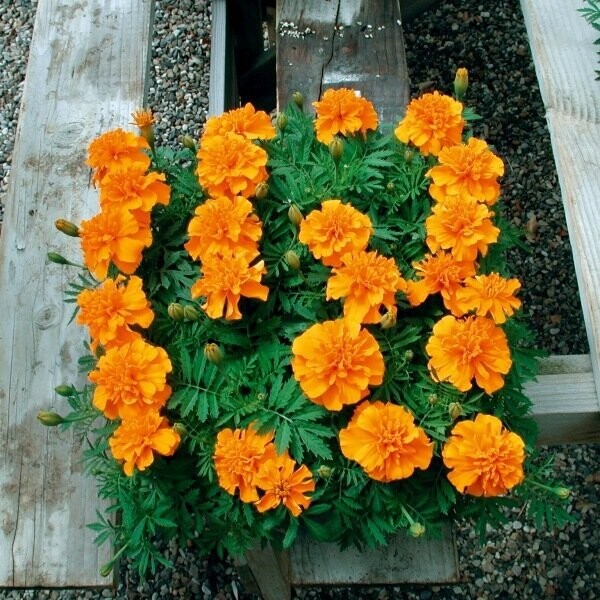 Tagetes (Afrikaantje) Oranje Tagetes (Afrikaantje) Oranje