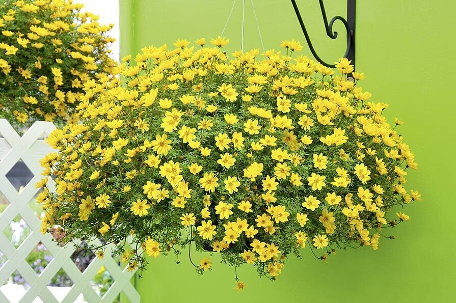 Bidens 'Flair' hangpot geel