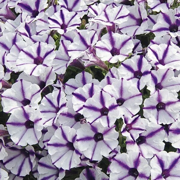 Petunia 'Mini Vista Violet Star'