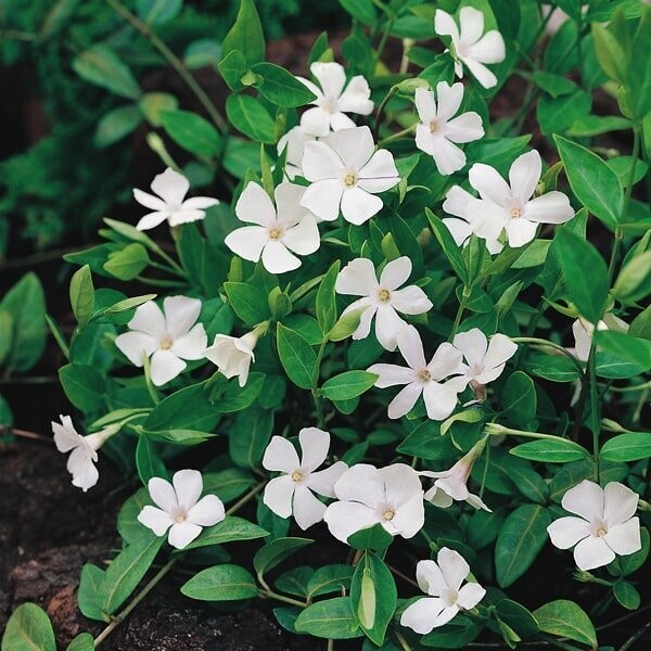 Vinca minor 'Colada' Vinca minor 'Colada'