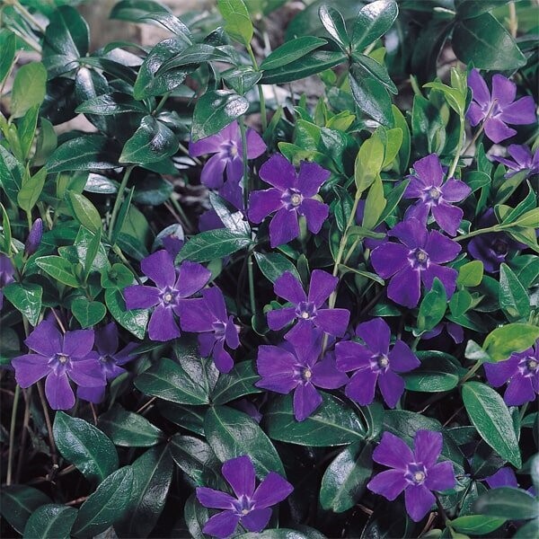 Vinca minor 'Hawaii' Vinca minor 'Hawaii'