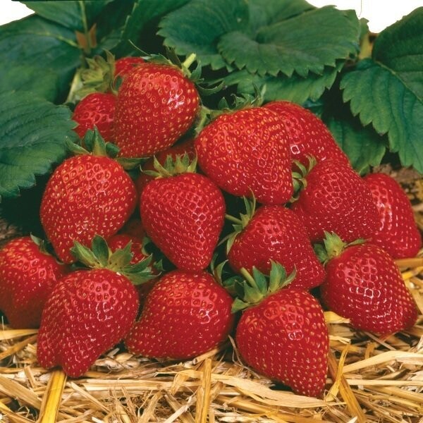 Aardbei Pink Marathon (doordragend) Aardbei Pink Marathon (doordragend)