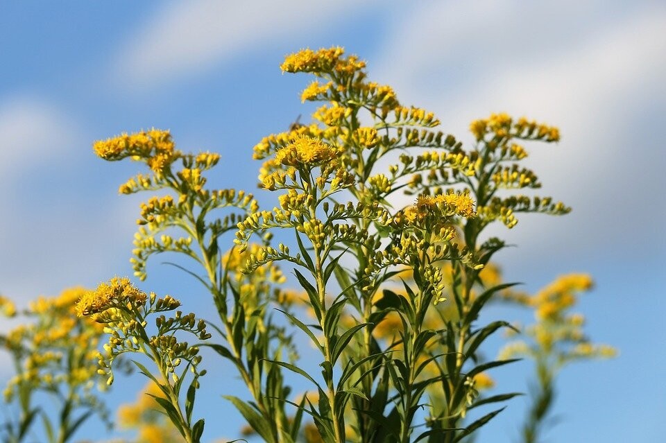 Solidago (guldenroede)