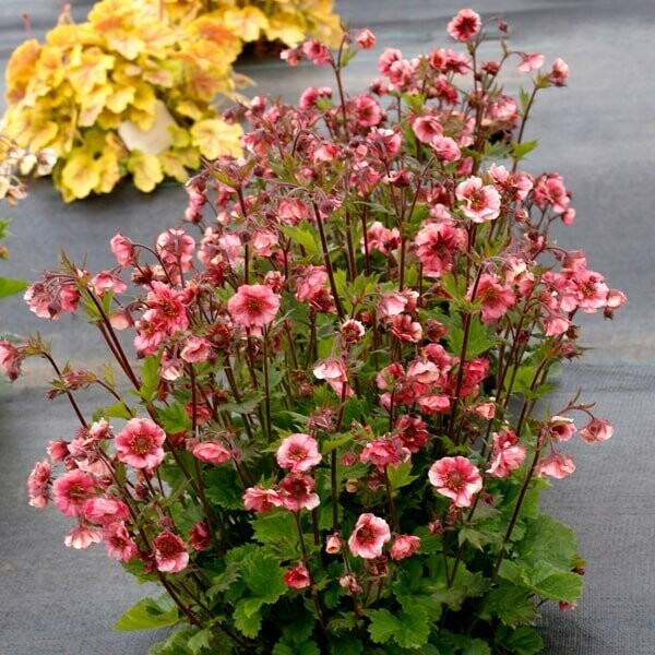 Geum 'Tempo Rose' (nagelkruid)