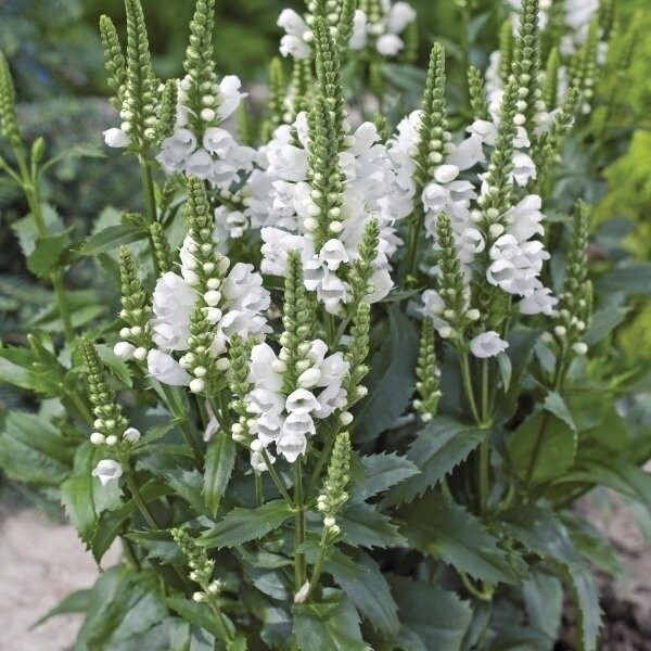 Physostegia virginiana 'Crystal Peak' (scharnierbloem)