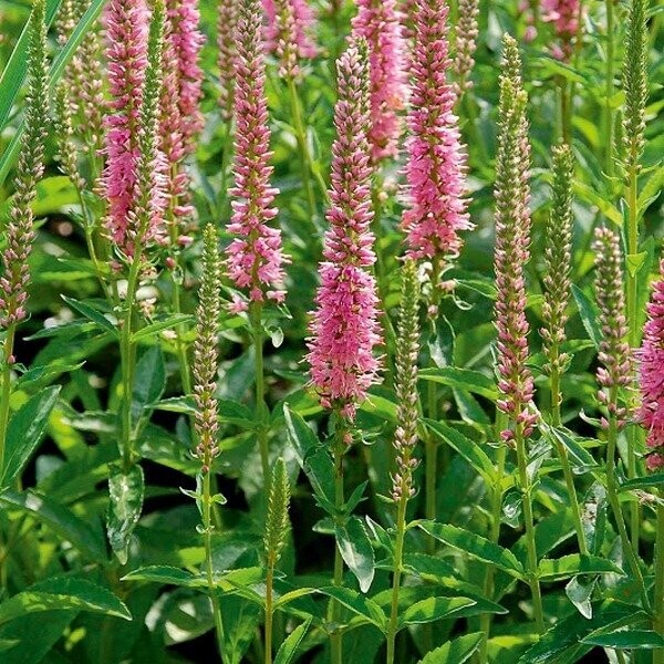 Veronica spicata 'Rosea' (ereprijs)