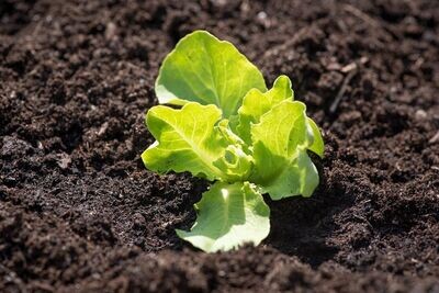 Plantgoed voor de moestuin