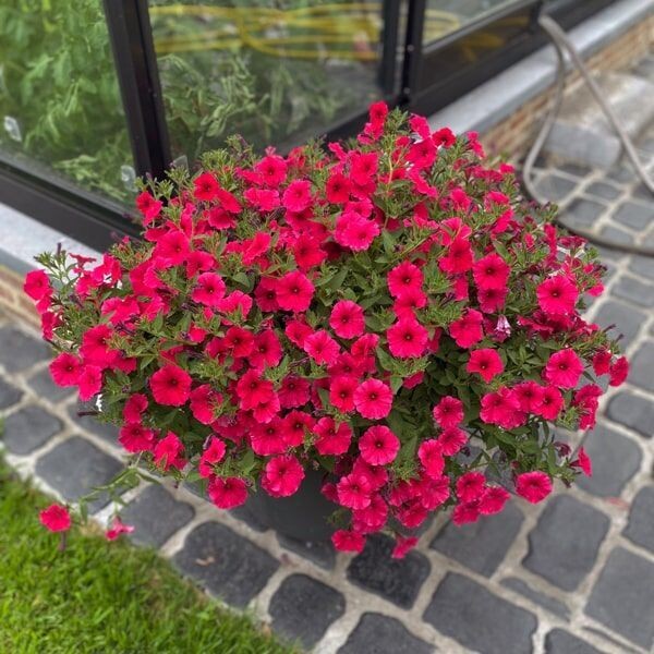Petunia supertunia 'Vista Paradise' donkerroze
