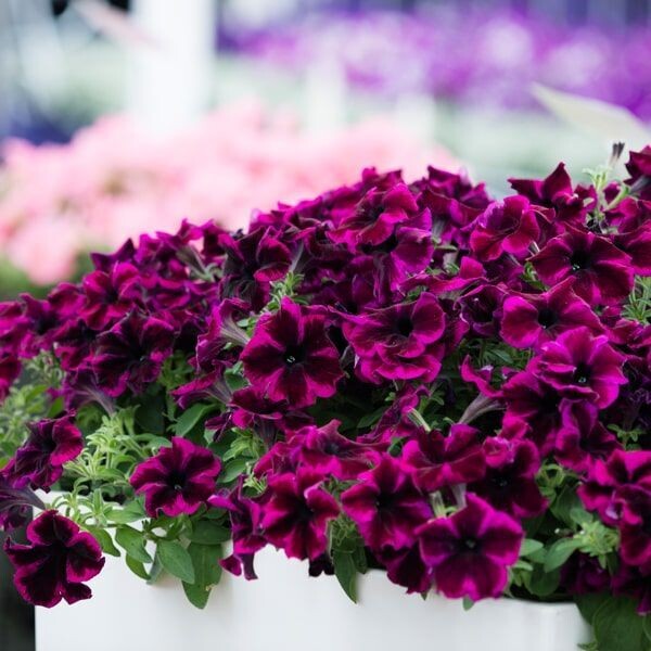 Petunia 'Crazytunia Cosmic Purple'