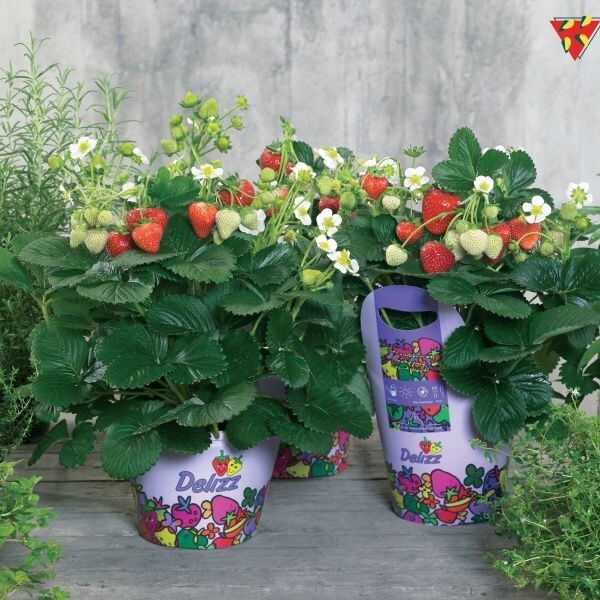 Aardbei Delizz  (doordragend)