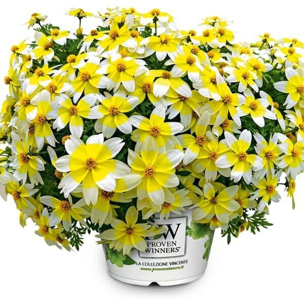 Bidens 'Spicy Electric White'(wit)
