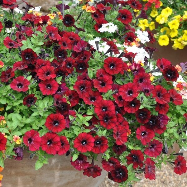 Petunia supertunia 'Chocolina'