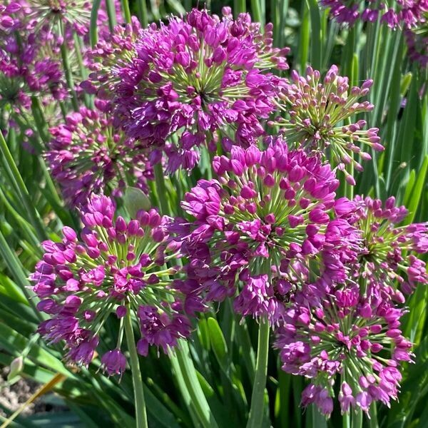 Allium 'Lavender Bubbles' (sierui)