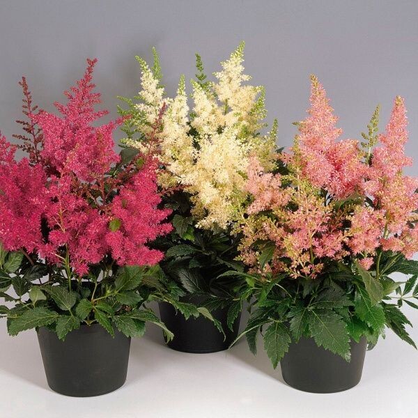 Astilbe arendsii 'Showstar' kleurenmix (prachtspirea)