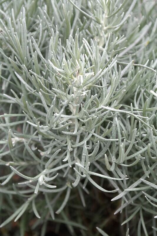 kerrieplant
