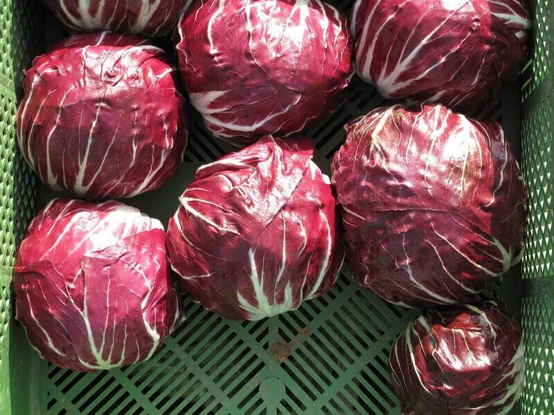 Radicchio (roodlof) per stuk Radicchio (roodlof) per stuk