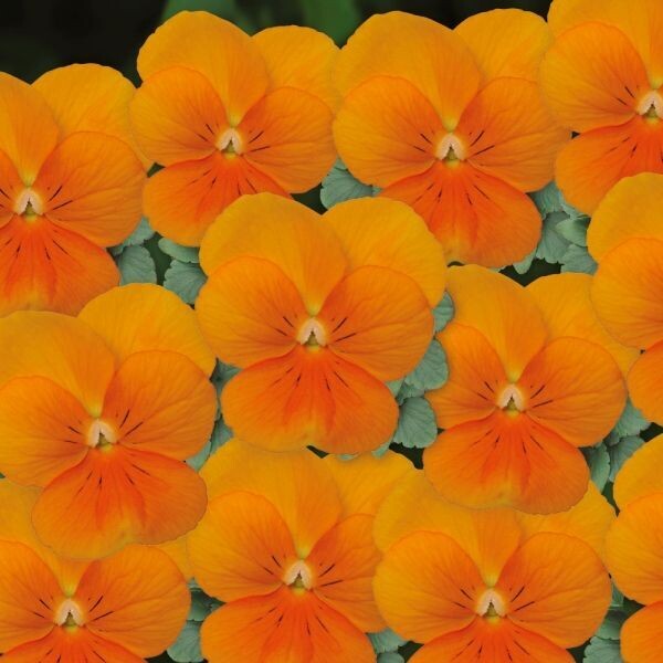 Viooltje oranje Viooltje oranje