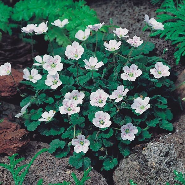 Erodium 'Album White' (reigersbek) Erodium 'Album White' (reigersbek)