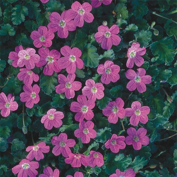 Erodium 'Bishops Form Rose' (reigersbek) Erodium 'Bishops Form Rose' (reigersbek)