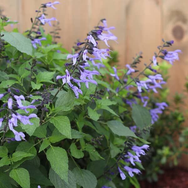 Salvia hybrid 'Rockin True Blue'