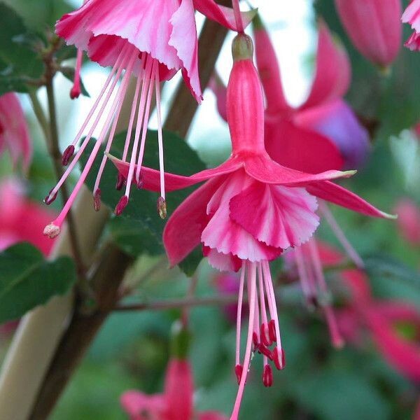 Fuchsia 'Perennial Shrimp Cocktail'