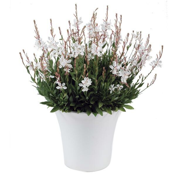 Gaura 'Steffi White'