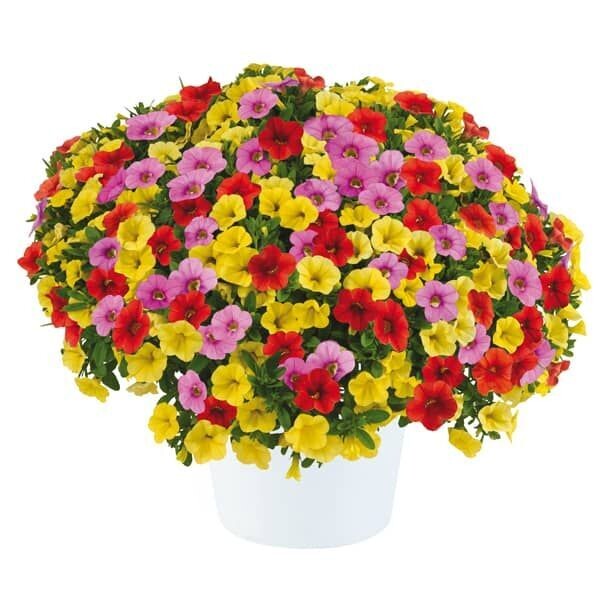 Calibrachoa 'Hummingbird Haven' (mix 3 in 1) Calibrachoa 'Hummingbird Haven' (mix 3 in 1)