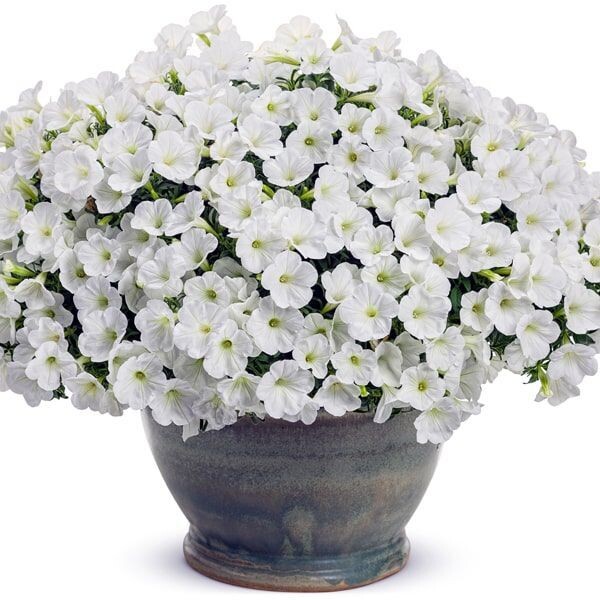 Petunia 'Mini Vista White'