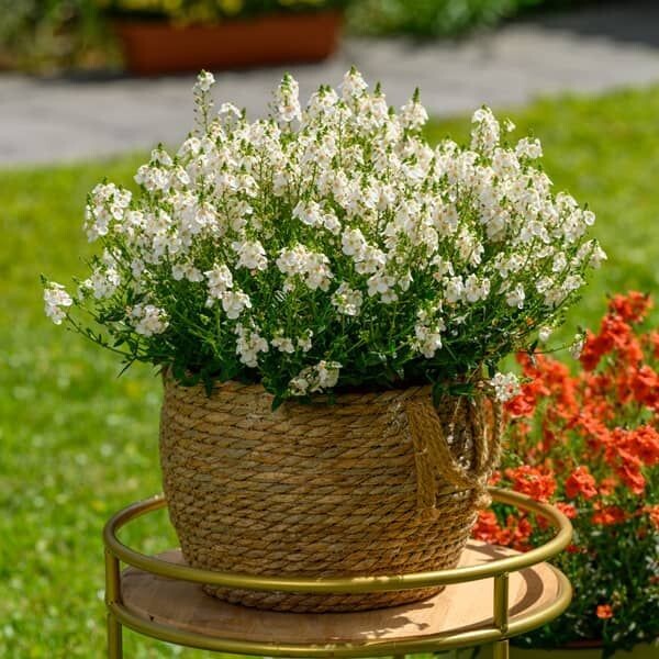 Diascia 'Trinity White Grace'