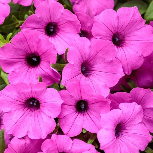 Petunia supertunia 'Vista Jazzberry'  helder paars