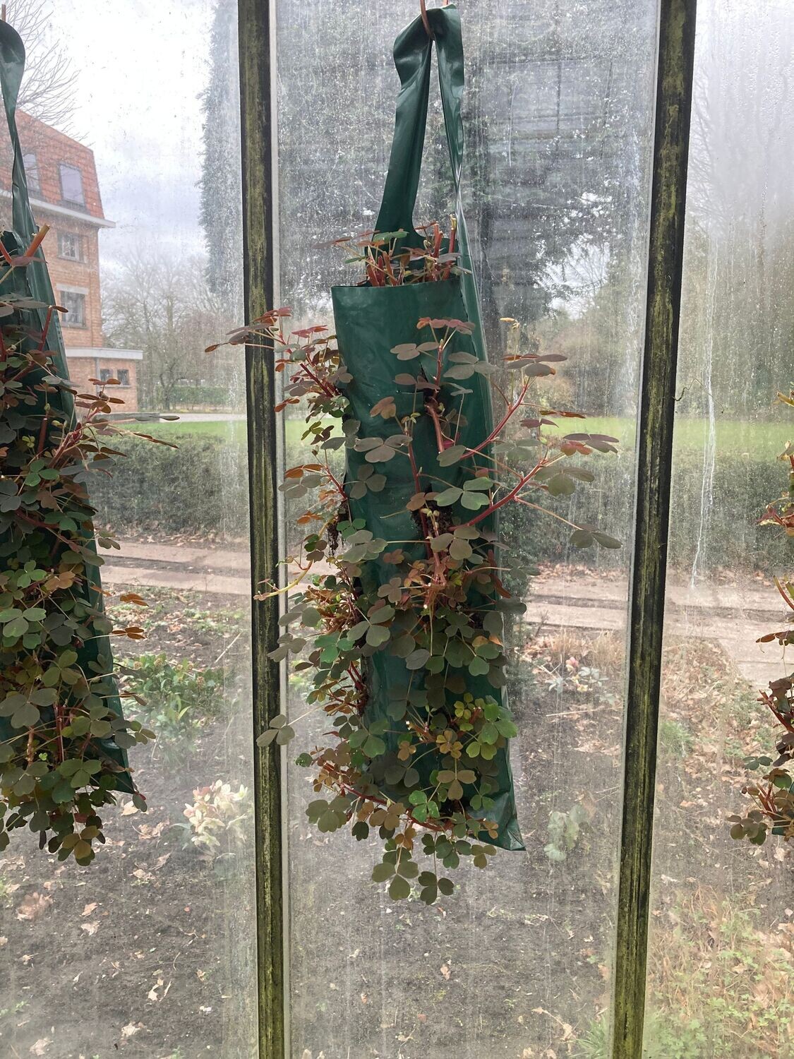 Streptocarpus Flowerbag (hangzak)