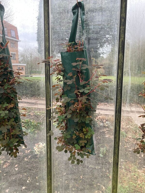 Oxalis geel Flowerbag (hangzak)