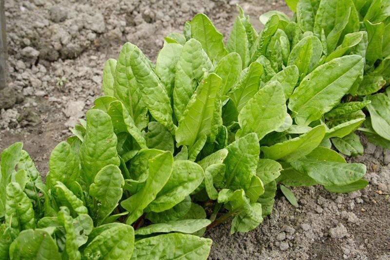 Zuring (Zurkel, Rumex) Zuring (Zurkel, Rumex)