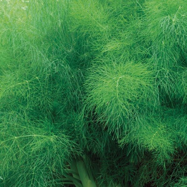 Wilde venkel (Foeniculum vulgare)