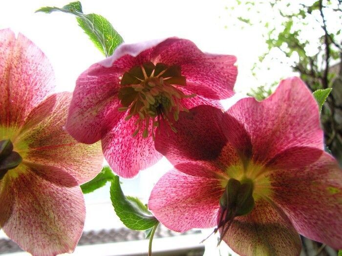 Helleborus orientalis mix roze (lenteroos)