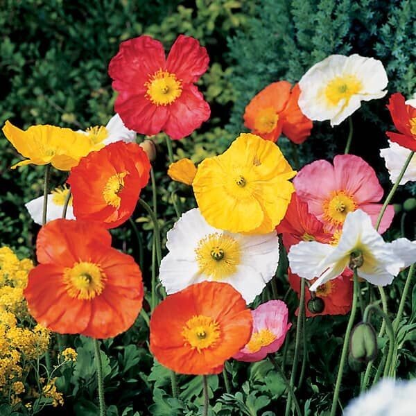 Papaver nudicaule 'Pulchinella' Mix (klaproos) Papaver nudicaule 'Pulchinella' Mix (klaproos)